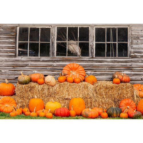 Jones, Allison 아티스트의 USA-Vermont-Stowe-West Hill Rd-pumpkin field작품입니다.